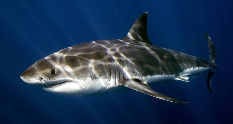 Requin nageant sous l'eau.