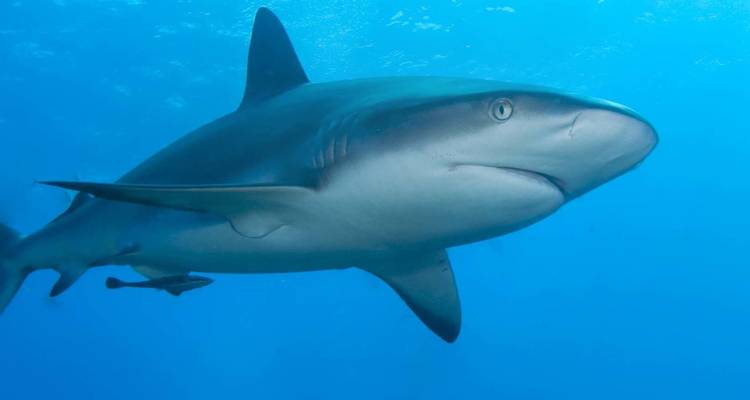 Requin nageant dans une eau bleue claire.