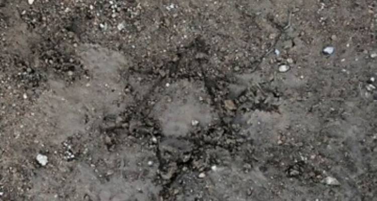 Star-shaped pattern on a muddy ground