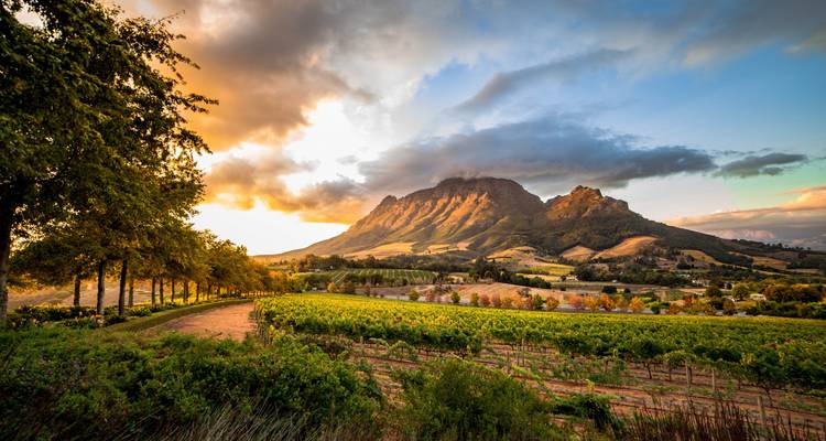 Coucher de soleil sur un vignoble avec des montagnes en arrière-plan