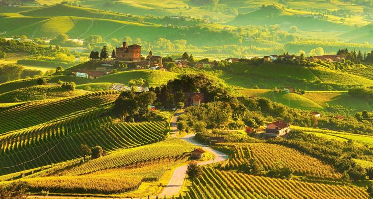 Lush green vineyards in Tuscany during golden hour.