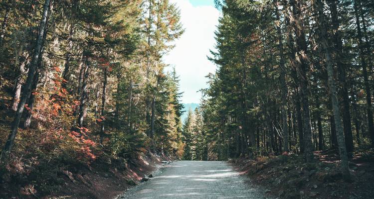Sentier forestier bordé de grands arbres au feuillage automnal.