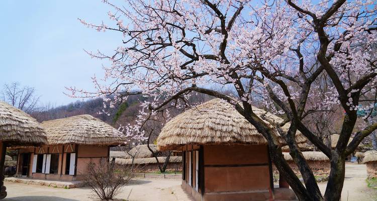Traditionele Koreaanse huizen en kersenbloesembomen in de lente.