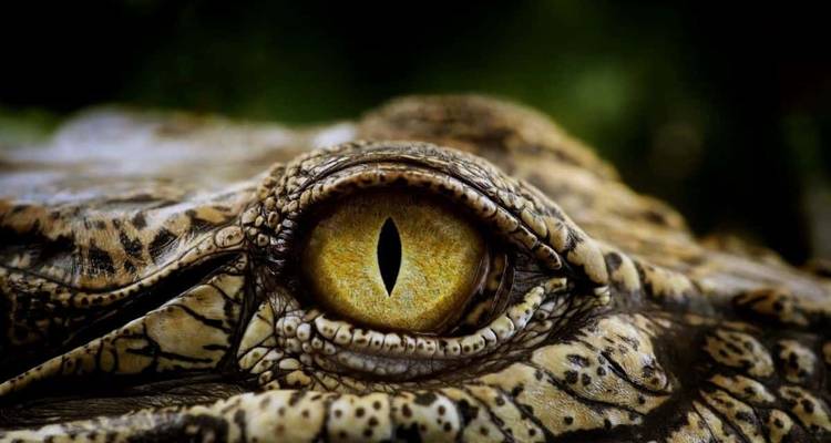 Gros plan de l'œil d'un crocodile.