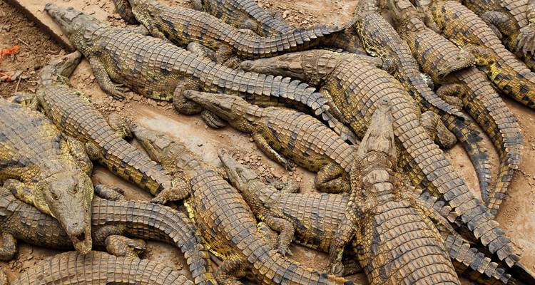 Un groupe de crocodiles se reposant sur une surface boueuse.