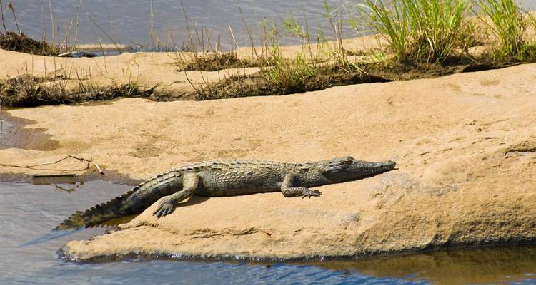 Un crocodile allongé sur une berge sableuse.