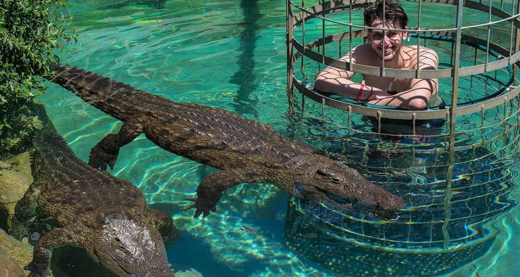 Homme dans une cage nageant avec des crocodiles dans une eau claire.