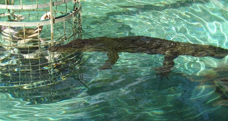 Personne dans une cage observant un crocodile sous l'eau.