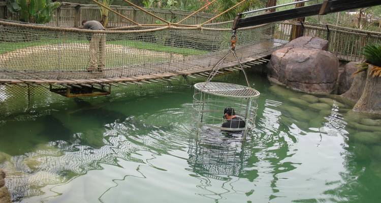 Cage suspendue au-dessus de l'eau avec une personne à l'intérieur, observant des crocodiles.