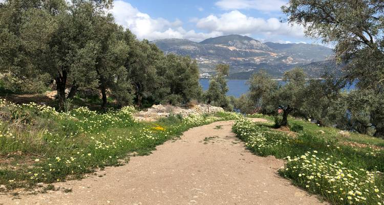 Sentier entouré d'arbres et de fleurs sauvages menant à un plan d'eau.