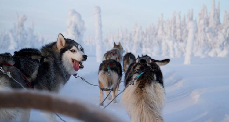 Chiens de traîneau Husky tirant un traîneau dans une région sauvage enneigée.