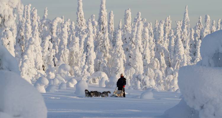 Personne se déplaçant en traîneau à chiens dans un paysage de forêt enneigée.