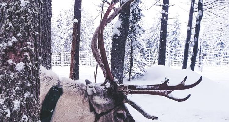 Semaine finlandaise de la nature sauvage - Exodus Adventure Travels 3