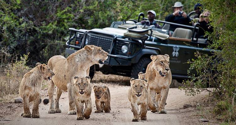 Une horde de lions marchant sur un chemin de terre avec un véhicule de safari à proximité