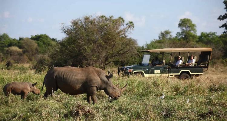 Un rhinocéros avec un petit paissant près d'un véhicule de safari