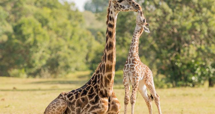 Une mère girafe avec son petit dans un champ ouvert
