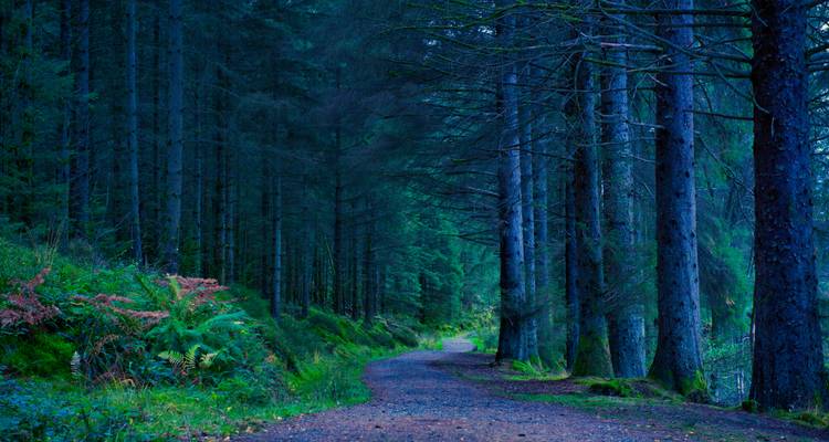 Forêt dense avec sentier au crépuscule.