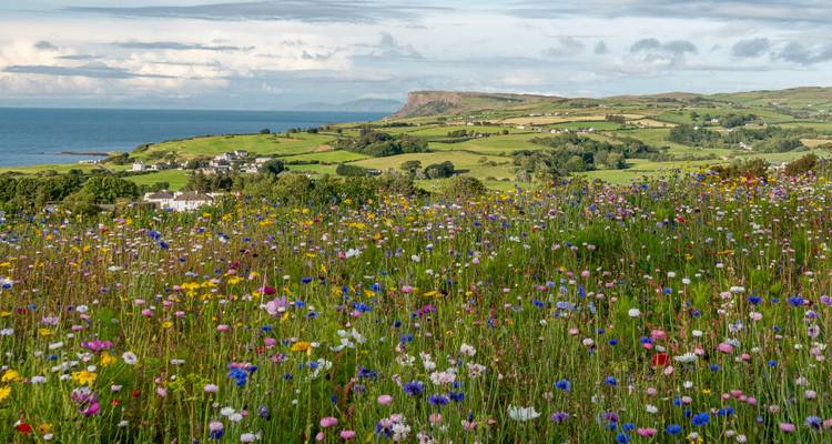 Veld met wilde bloemen en uitzicht op de kust.