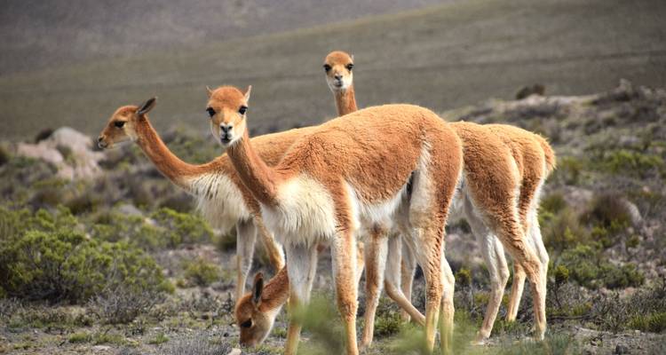 Un groupe de vigognes dans un paysage naturel.
