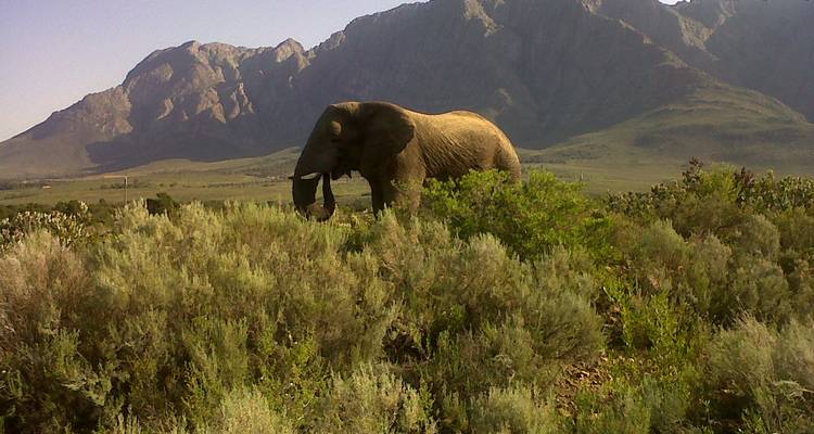 Elefant, der vor einer bergigen Kulisse läuft