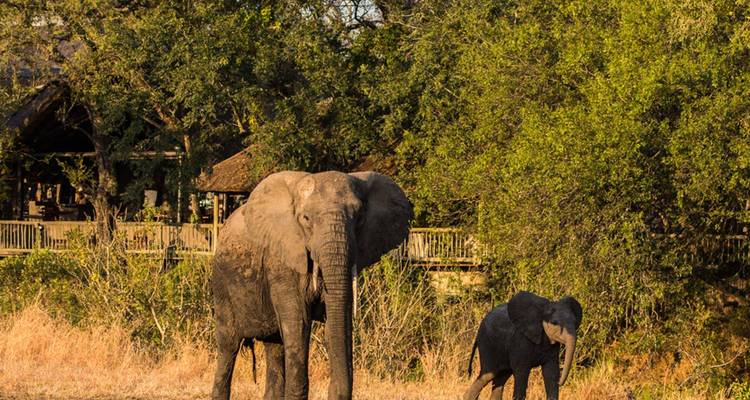 Elefant mit einem Kalb in der Nähe einer Lodge in der Wildnis
