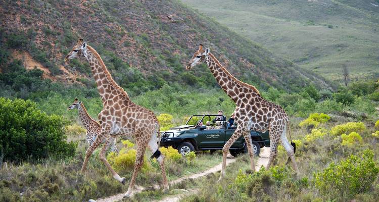 Des girafes marchant gracieusement à travers un paysage pittoresque avec des touristes observant depuis un véhicule.