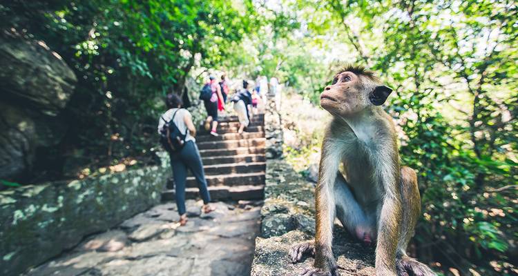 Un singe assis sur un mur de pierre avec des gens qui montent des marches entourés de verdure.