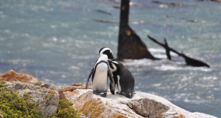 Deux manchots sur des rochers avec l'océan en arrière-plan.