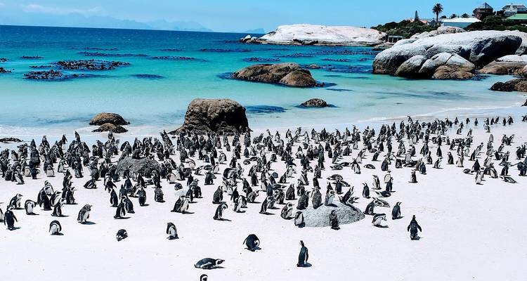 Une plage remplie de pingouins, mer turquoise en arrière-plan.