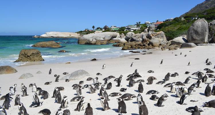 Des pingouins dispersés sur une plage de sable au bord de l'océan.