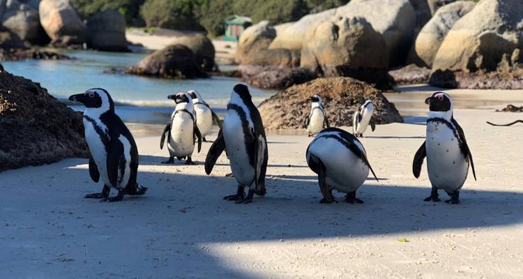 Un groupe de pingouins marchant sur une plage rocheuse.