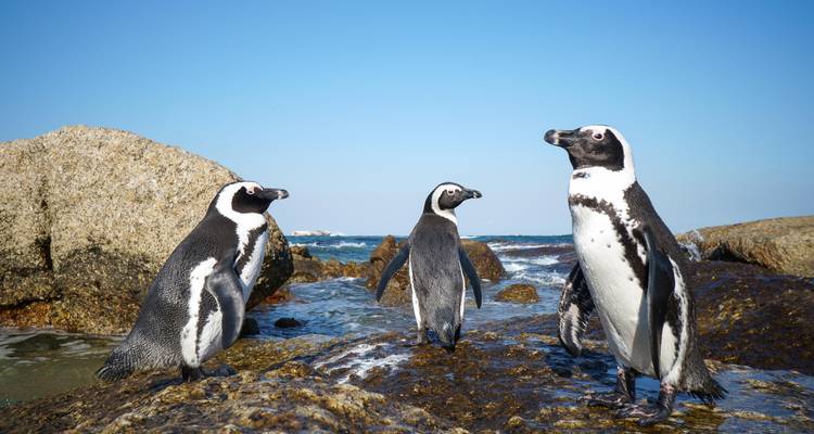 Trois pingouins debout sur des formations rocheuses au bord de l'océan.