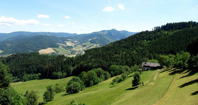 Champs verts vallonnés et collines boisées sous un ciel bleu clair.