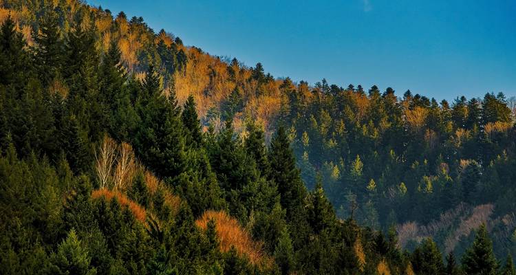 Un mélange vibrant de forêts aux couleurs automnales sous un ciel clair.