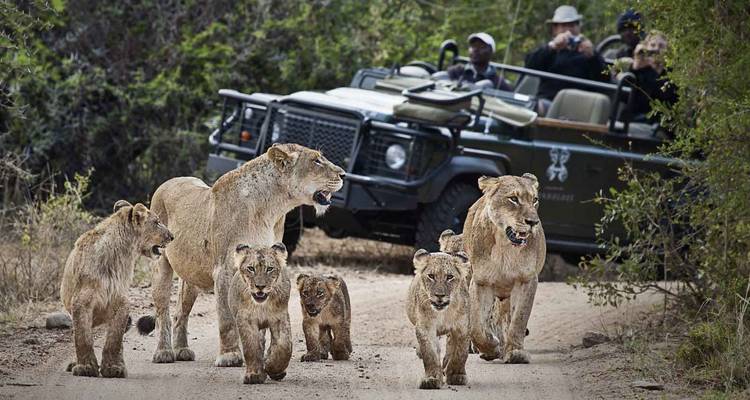 Gruppe von Löwen, die auf einem Feldweg gehen, mit einem Safari-Fahrzeug im Hintergrund.