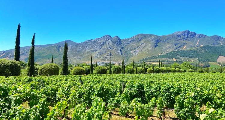 Üppiger Weinberg vor einer Bergkulisse.