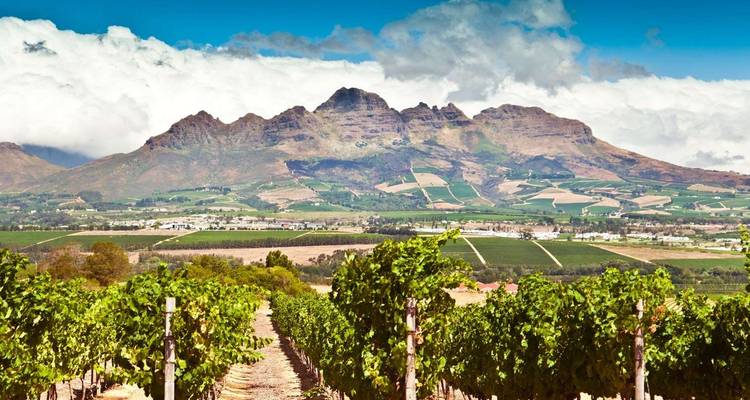 Weinberge mit Bergkulisse bei Sonnenuntergang.