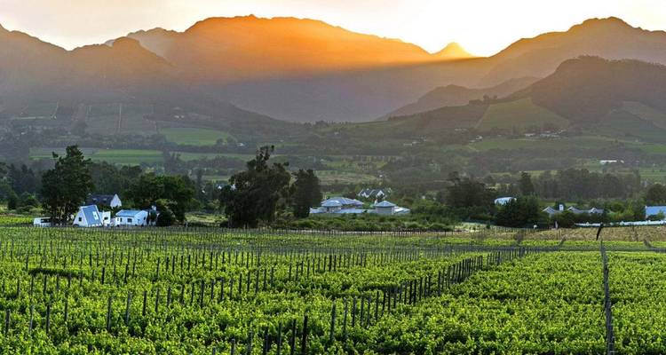 Weitläufige Weinberglandschaft mit dramatischer Bergkulisse bei Sonnenuntergang.