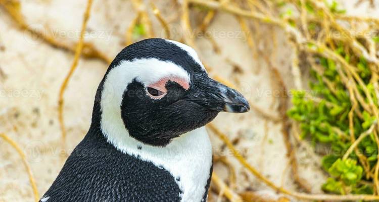 Nahaufnahme eines Pinguins mit sichtbarer Wasserzeichen-Überlagerung.