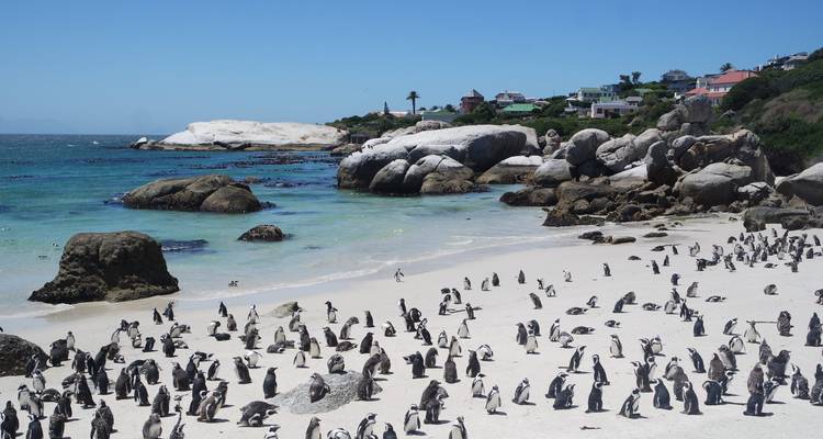 Playa bulliciosa con pingüinos y afloramientos rocosos en el fondo.