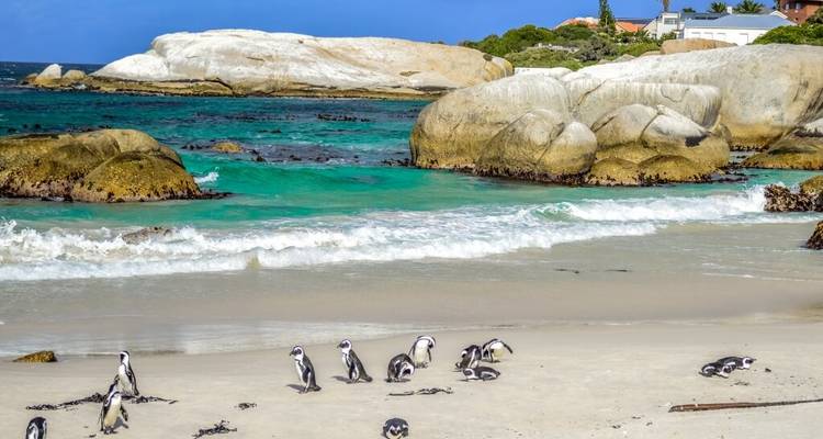 Playa de arena con pingüinos y aguas turquesas.