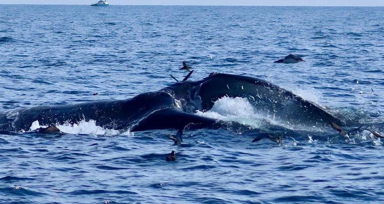 Ballena emergiendo en el océano con aves marinas alrededor.