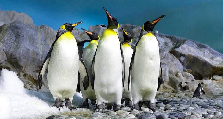 Primer plano de pingüinos rey de pie sobre terreno rocoso.