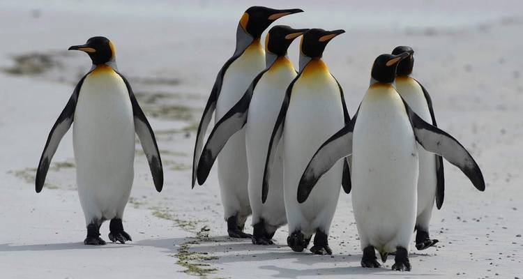 Pingüinos rey caminando en fila por la playa arenosa.