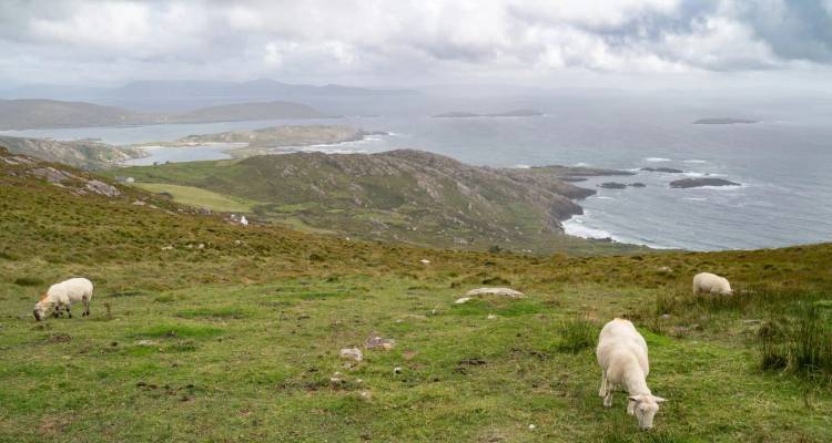 Sheep graze on a green hillside with sweeping coastal peninsulas and the Atlantic Ocean in the distance.