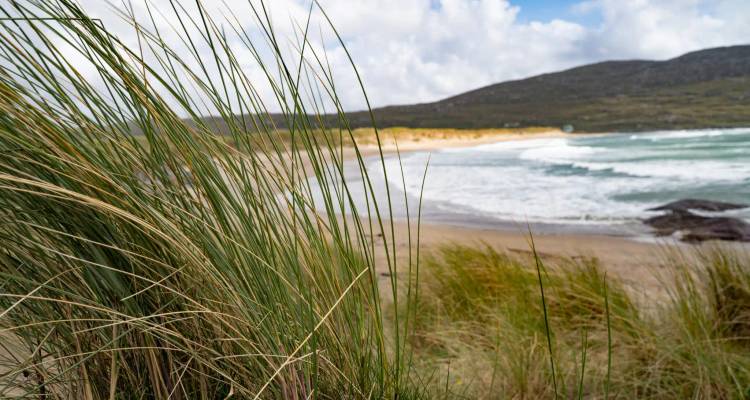 Tall dune grasses in sharp focus with a blurred view of surf, sandy beach and hills beyond.