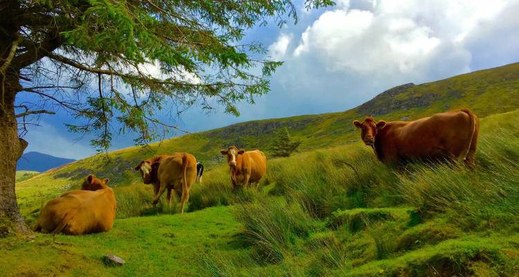 Brown cows rest and graze on a lush hillside beneath a tree with rolling green hills and blue sky.