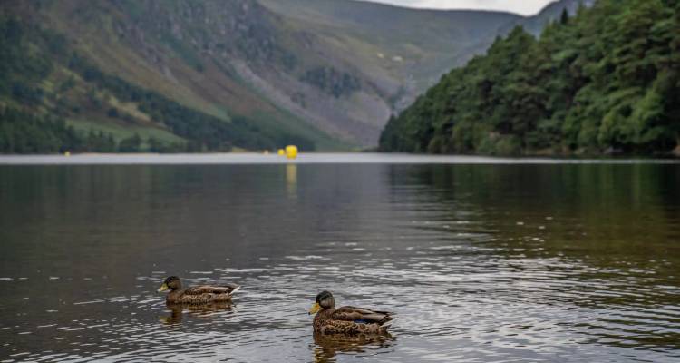 Two ducks float on a still lake surrounded by steep forested mountains and misty skies.