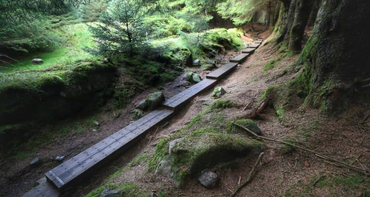 A narrow wooden boardwalk winds through a moss-covered, shaded forest floor.