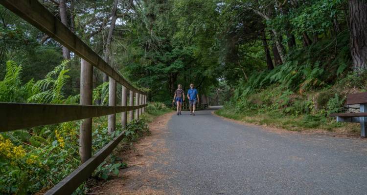 Two people stroll along a paved forest path lined with tall trees and ferns.